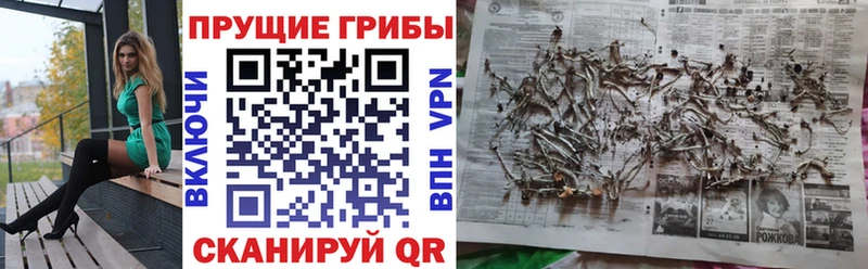 Псилоцибиновые грибы Psilocybe  Купить закладки  Дегтярск 